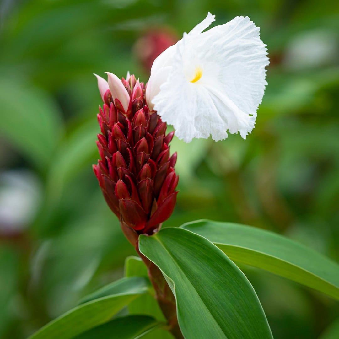 Red button ginger spike with a white flower petal and blurred green leaves in a vertical macro shot.