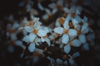 white flowers, macro photography, floral, nature, delicate, dark background, botany, flower photography, close-up, petals, yellow center, serene, tranquil, ethereal, moody, natural beauty, spring, garden, blossom, plant, seasonal, soft focus