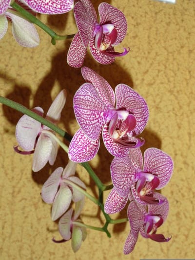 Phalaenopsis orchids with pink striped petals and dark magenta centers on a textured yellow background.