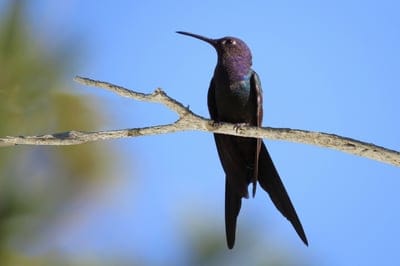 bird,hummingbird,mac wallpaper,ornithology,4k wallpaper,free background,species,fauna,avian,cool backgrounds,animal,wildlife,nature,hd wallpaper,wallpaper 4k,beak,nozzle,feathers,desktop backgrounds,wallpaper hd