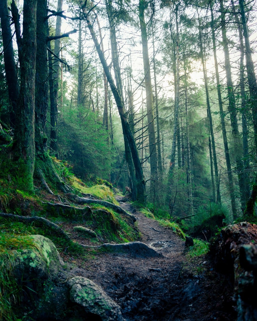 Ancient tree roots weave across a mossy forest floor toward a misty path obscured by dense morning fog.