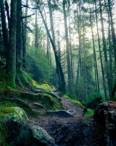 forest path, misty forest, woodland trail, ancient roots, mossy rocks, nature photography, serene landscape, sun-dappled woods, hiking trail, natural beauty, enchanted forest, outdoor adventure, forest ambiance, peaceful scenery, green forest, earthy path, tall trees, forest floor, wild nature, tranquil environment, forest walk, moody nature