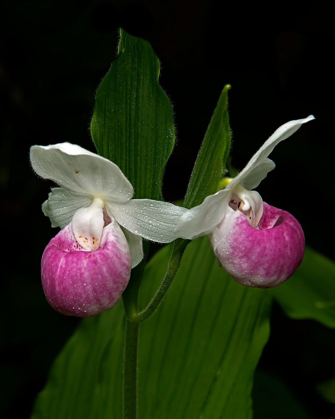 Pink and white lady's slipper orchids with dew drops stand against a dark, out-of-focus forest floor background.