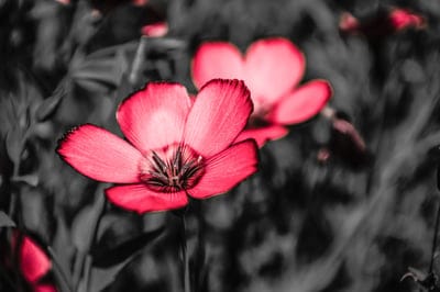 Pink flower petals with detailed textures contrast against a blurred black and white botanical background.