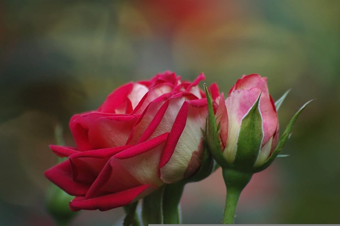 Bicolor rose with pink edges and a white center alongside a small green bud against a blurry bokeh backdrop.