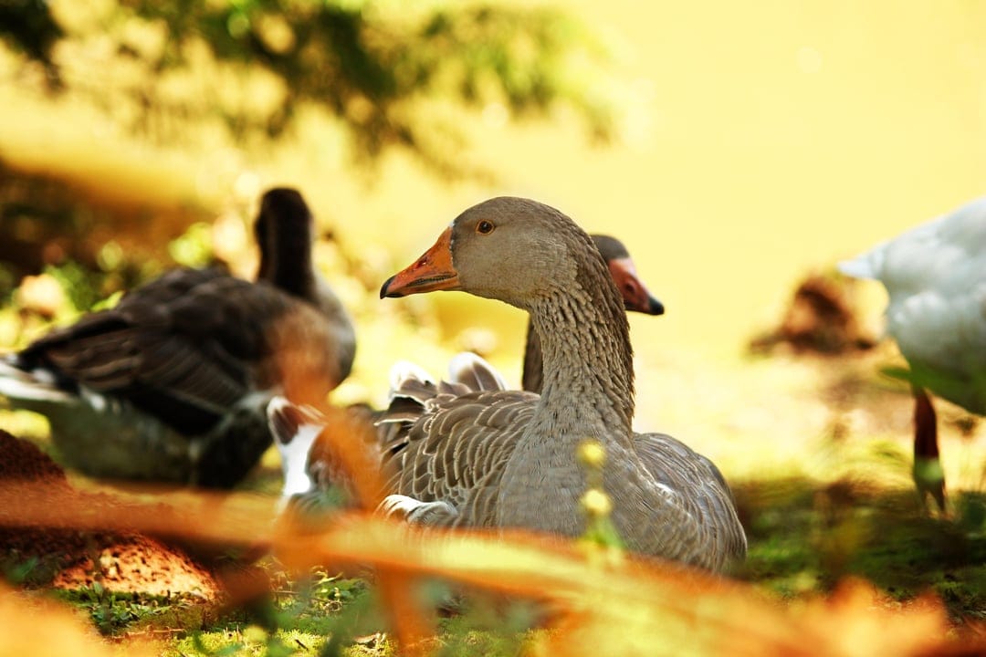 Gray goose with detailed feathers rests in sunlit green grass with a second goose visible in the soft background.