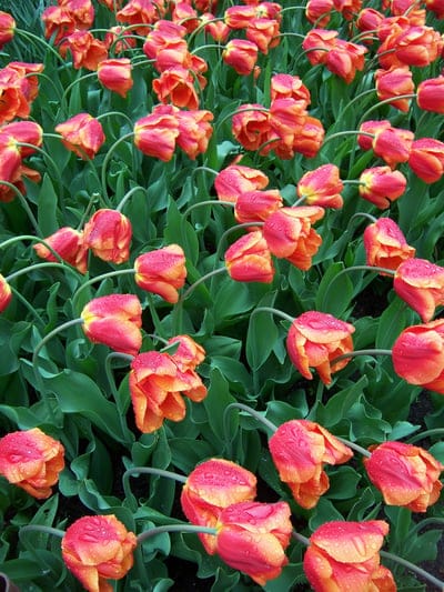 Red and orange tulip petals covered in clear raindrops against a soft focus background of green garden leaves.
