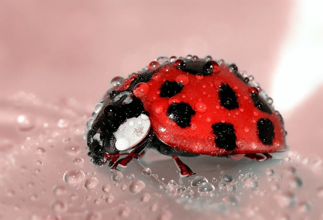 Red ladybug with water droplets rests on soft pink flower petals against a blurred green and pink background.