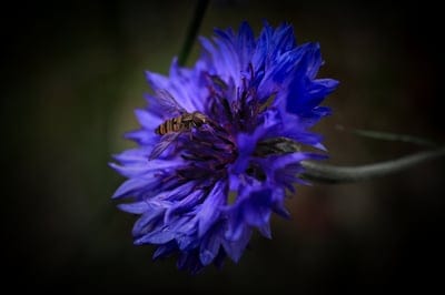 Striped hoverfly perched on vibrant blue cornflower petals with a dark blurred background in soft natural light.