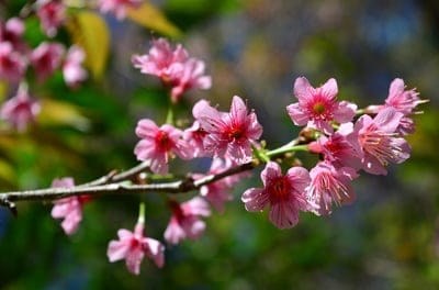 Pink cherry blossoms cluster on a thin branch against a blurred green and yellow sunlit garden background.