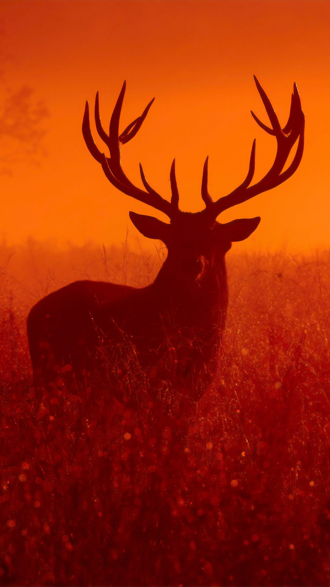 Stag silhouette with tall antlers stands in wild grass before a vibrant red and orange glowing sunset sky.