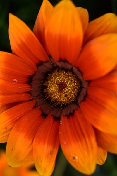Orange Gazania flower petals covered in tiny water droplets with a dark textured center in a macro close-up view.