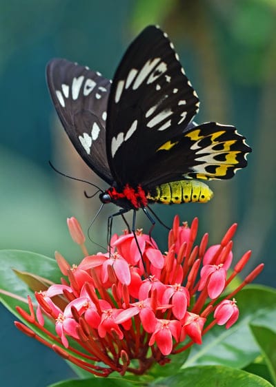 Butterflies wallpaper,Butterflies background,insects,Butterflies
