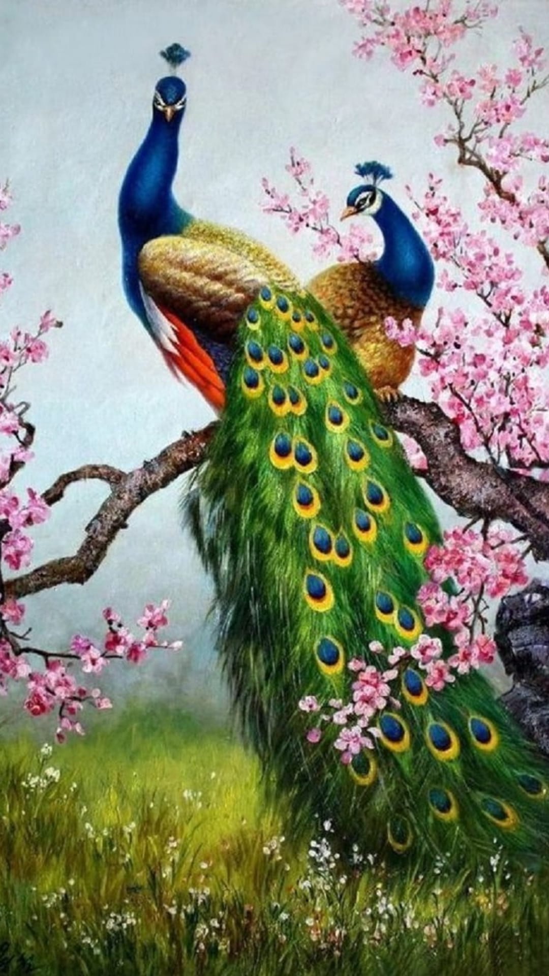 Two peacocks with blue plumage sit on a blossoming cherry tree branch over green grass with white wildflowers.