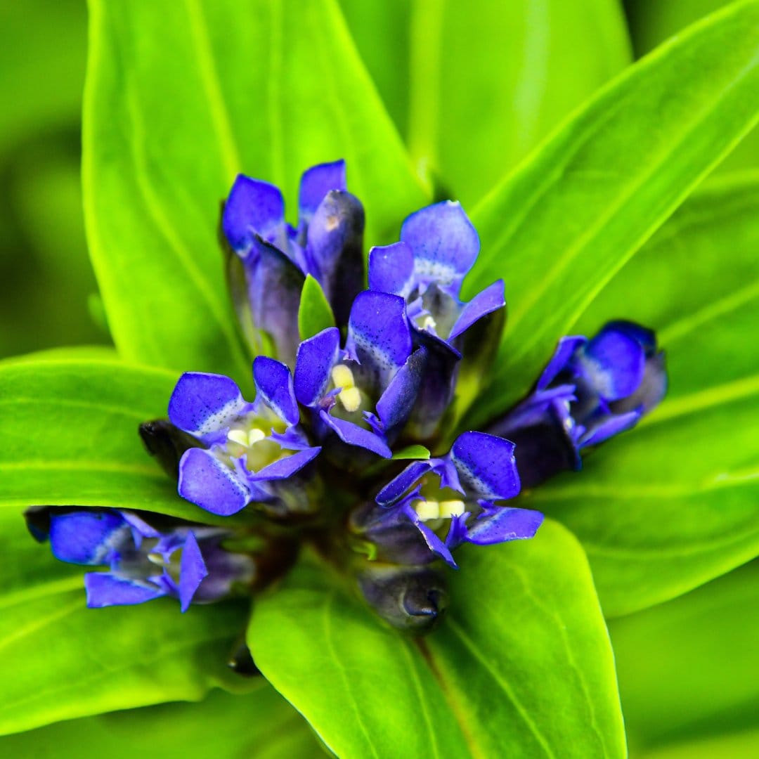 Blue Gentian flowers with ruffled petals and yellow stamens surrounded by glossy green leaves in a macro view.