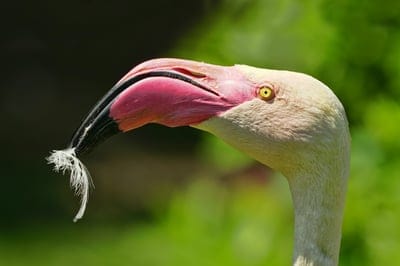 Flamingo head with a pink beak, black tip, yellow eye, and white feather against a blurred green background.