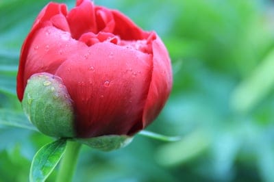 flower,peony,bud,bloom,nature,flora,flower wallpaper,beautiful flowers,blossom,botany,flower background,macro