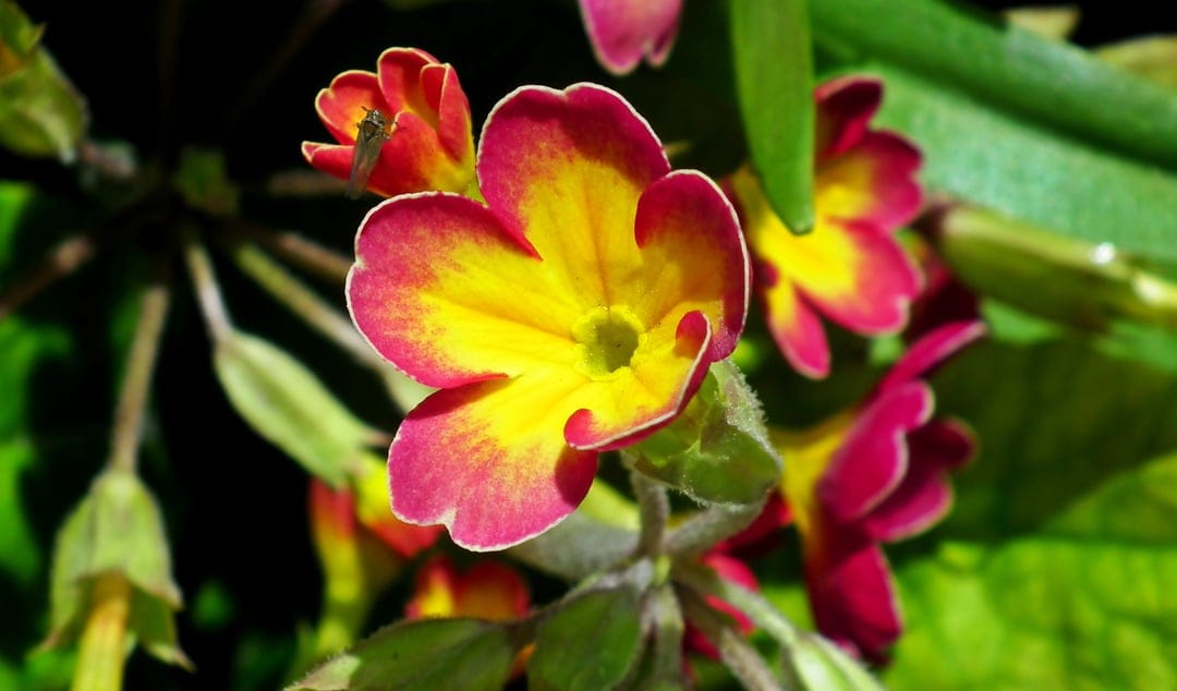 Red and yellow primrose flower with a small insect on a petal against a blurred green garden background.