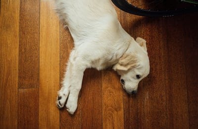 White dog wallpaper,White dog desktop wallpaper,White dog,dog,dog background