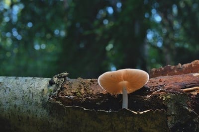 mushroom,fungal science,desktop backgrounds,forest,free wallpaper,nature,mac wallpaper,nature background,background,4k wallpaper,beautiful nature,laptop wallpaper,4k wallpaper,free background,windows wallpaper,beautiful wallpaper,hd wallpaper,nature wallp