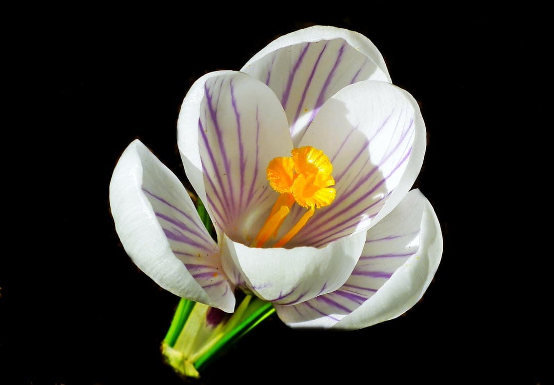 White crocus flower with purple veins and yellow stamen isolated against a solid black background in close-up.