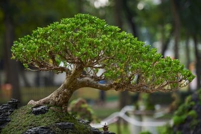 tree,cool backgrounds,park,floral background,windows wallpaper,gardening,chinese,beautiful wallpaper,japanese,free background,small,design,wallpaper hd,apricot blossom,wallpaper 4k,background,beautiful,beauty,hd wallpaper,bloom