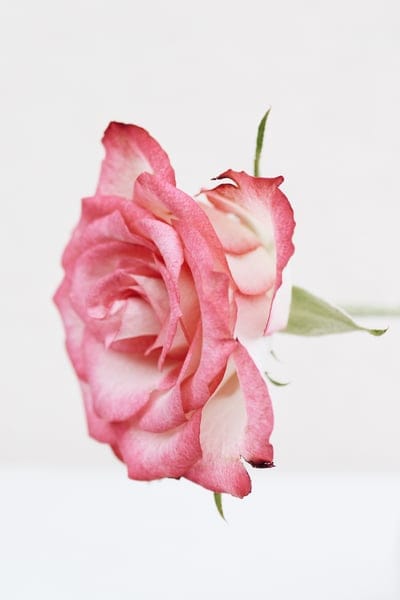 Pink rose bloom with white-edged petals in a macro studio shot against a minimalist white background.