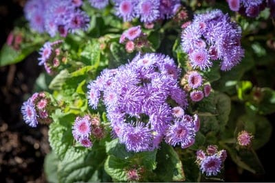 Purple Ageratum flowers with fuzzy petals bask in bright sunlight against a blurred green foliage background.