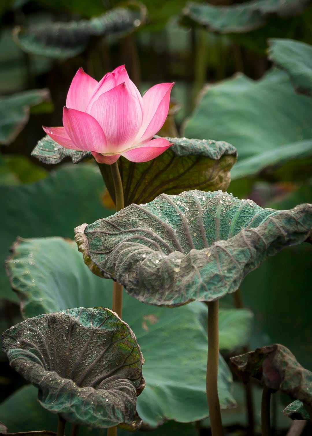 Pink lotus flower petals unfurling above green lily pads covered in clear, glistening water droplets in a pond.