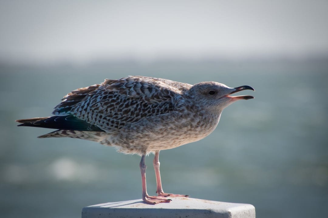 Juvenile seagull with an open beak stands on a weathered wooden post against a blurred blue ocean background.