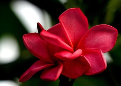 Crimson Plumeria blossom with overlapping petals in a macro view against a blurred dark green background.