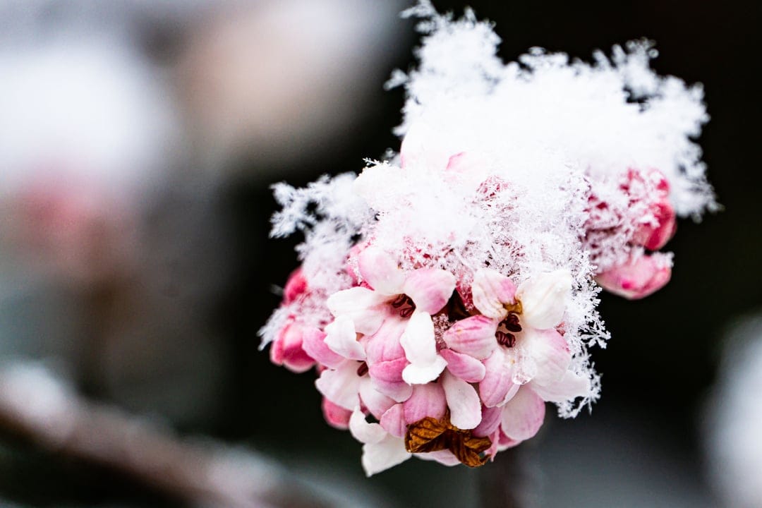 Pink flowers with white snowflakes and frost crystals on delicate petals against a blurred winter background.