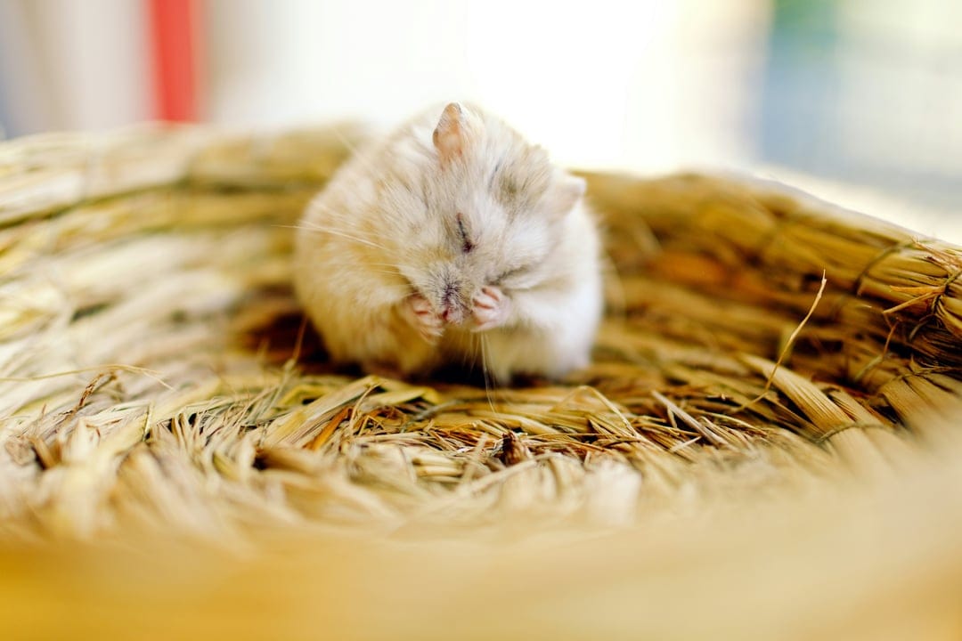 Fluffy hamster cleaning its face with tiny paws while nestled in a soft bed of dry yellow straw bedding.