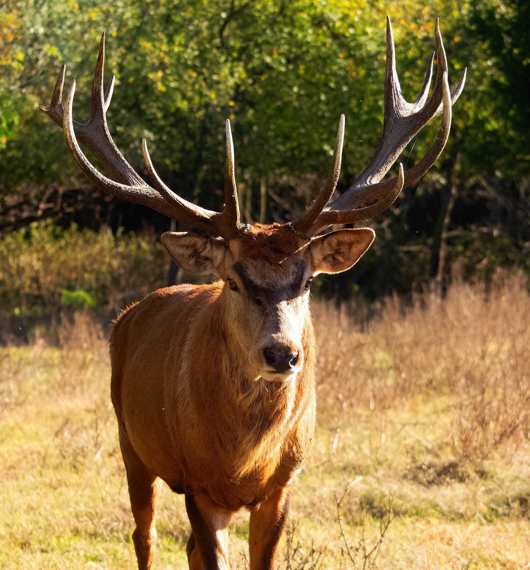 Red deer stag with large antlers stands in a sun-dappled autumn forest clearing with golden leaves.