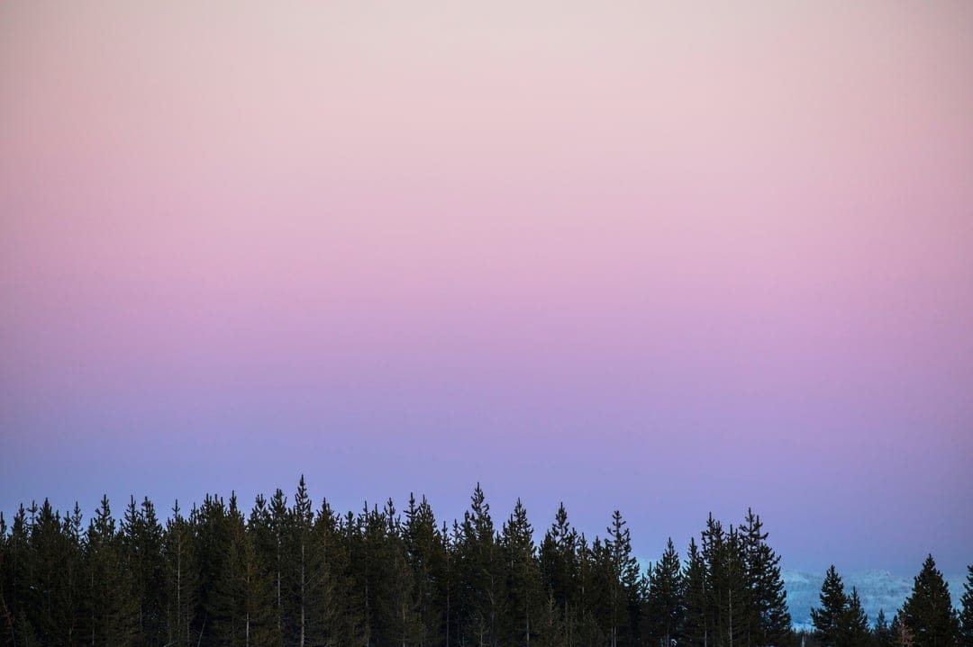 Dark pine forest silhouette against a gradient sky of pale pink, lavender, and deep blue at twilight.