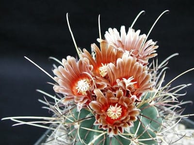 Cactus,Flower Wallpaper,Flowers,Plants,Flora,Beautiful Flowers,Nature,Thorn,Desert,Sharp,Macro,Floral,Flower Background,Bloom,Blossom 
