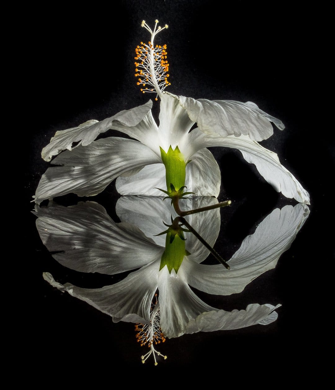 White hibiscus flower with detailed stamen reflecting on a calm water surface against a solid black background.