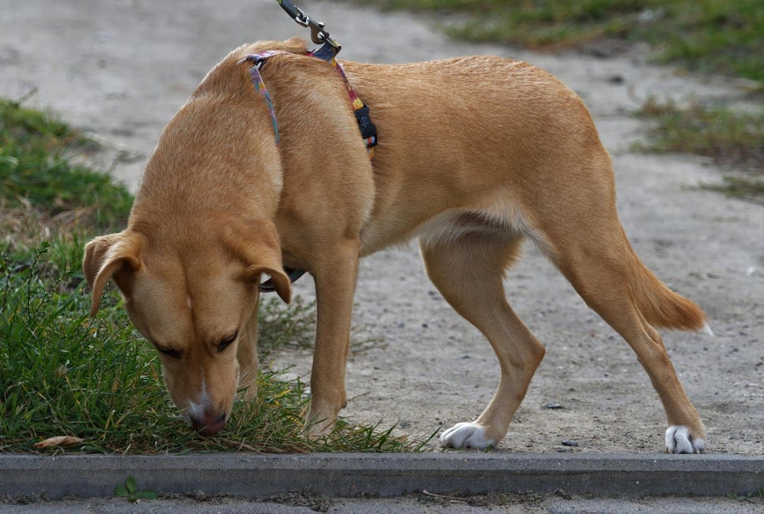 Tan floppy-eared dog on a leash sniffs a patch of green grass beside a paved walkway in a sunny outdoor setting.
