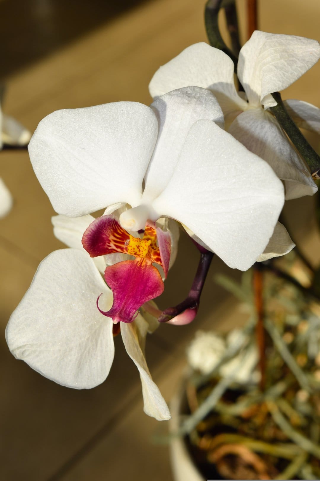 White orchid flower featuring a magenta and yellow center with soft petals and a green stem on a neutral backdrop.