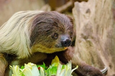 lazy unaus,free wallpaper,nature wallpaper,4k wallpaper,free background,windows wallpaper,nature,wallpaper 4k,beautiful nature,eating,zoo,choloepus,full hd wallpaper,desktop backgrounds,mammal,megalonychidae family,salad,food,hd wallpaper,plants