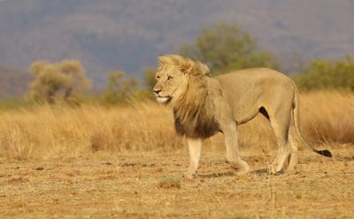 lion,strength,power,leader,4k wallpaper,roar,animal,nature background,king,beautiful wallpaper,wild,4k wallpaper,Windows wallpaper,desktop backgrounds,laptop wallpaper,wildlife,predator,cat,mammal,mane