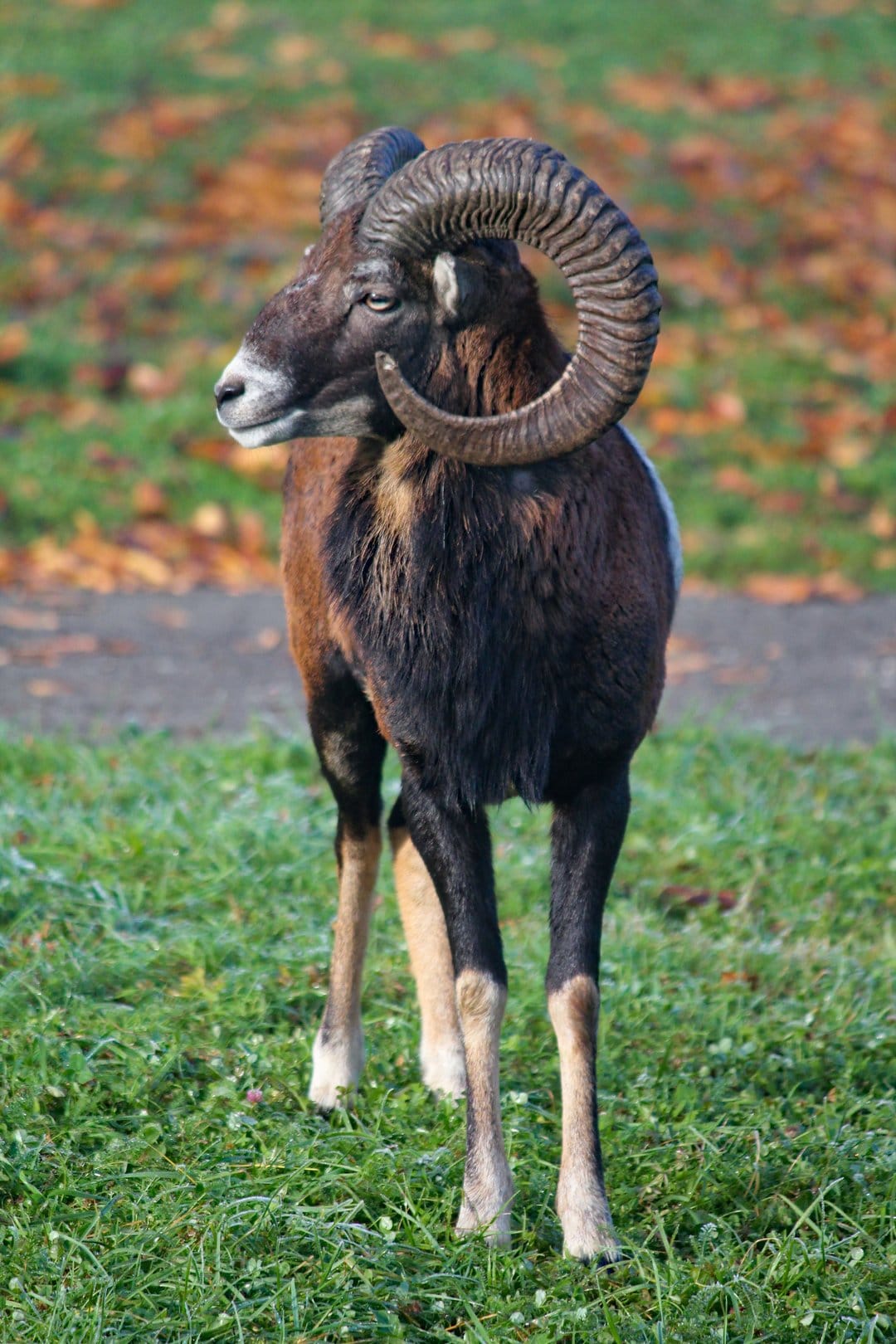 European Mouflon ram with large spiral horns standing in a grassy field with autumn leaves in soft sunlight.