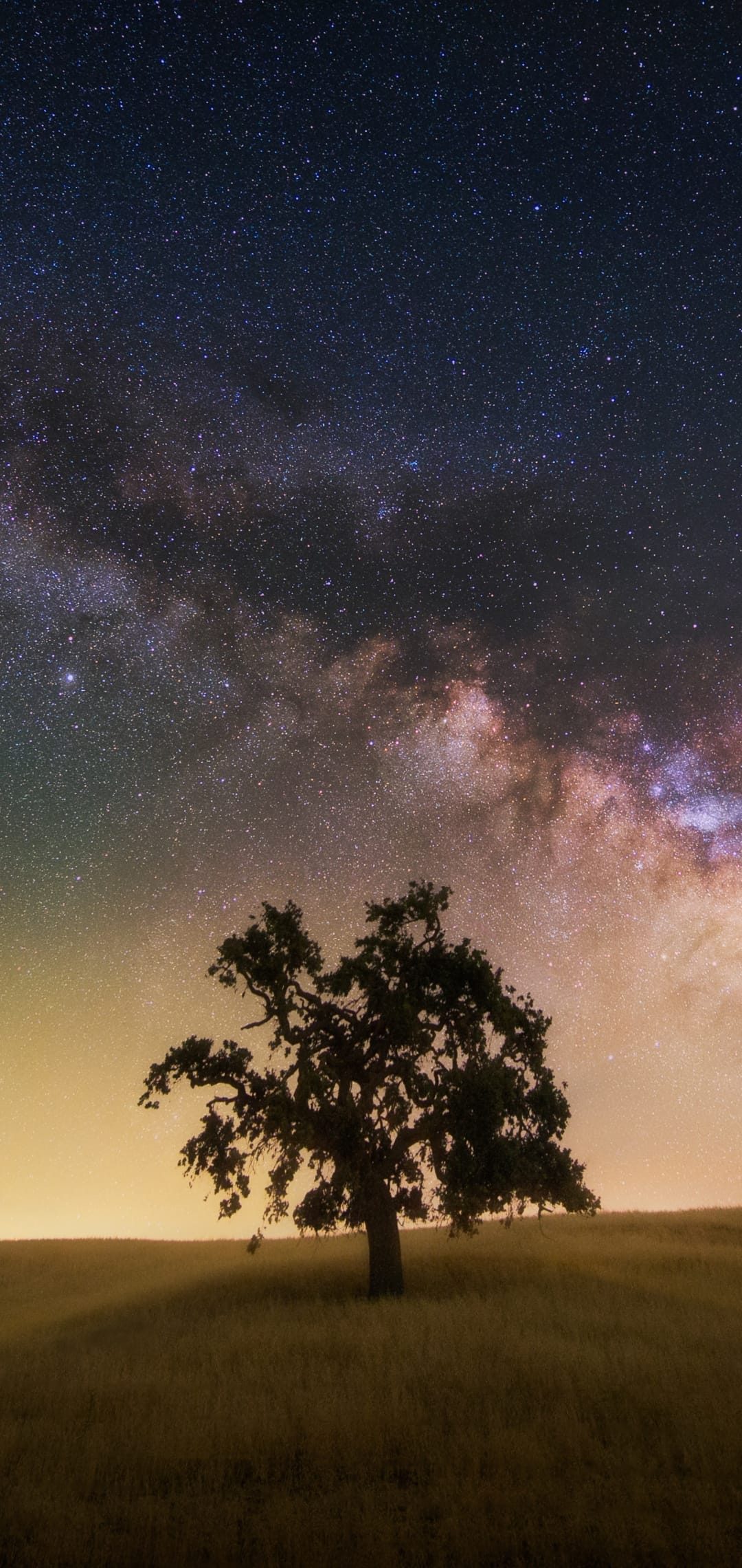 Silhouetted oak tree in a field under a bright Milky Way galaxy with purple and gold celestial light.