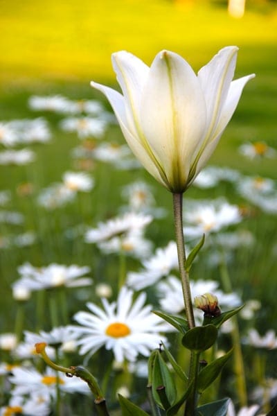 lily,white,flower,garden,beautiful flowers,flower background,flower wallpaper,flowers,petals,nature,chamomile,field,daisies
