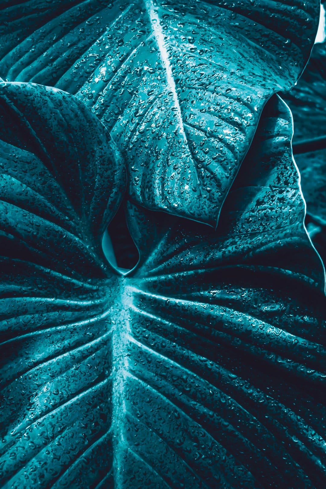 Teal leaf with intricate veins and glistening water droplets captured in a dark, moody macro photography style.