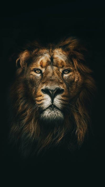 Animal kingdom, lion portrait, big cat, dark aesthetic, wildlife, golden hues, majestic, animal, powerful, nature, feline, king, expressive eyes, strength, wilderness, bold, captivating, animal photography, regal, symbolic