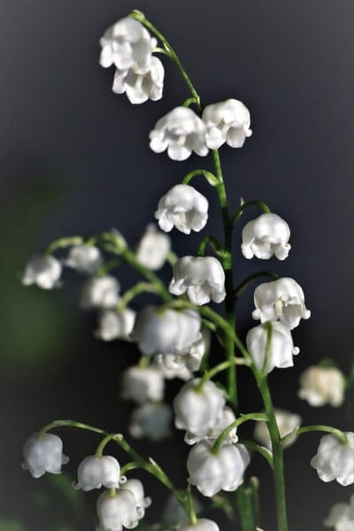 White bell-shaped Lily of the Valley flowers on a green stem against a dark, softly blurred background.