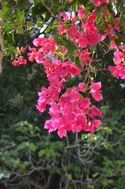 Pink bougainvillea bracts and green leaves illuminated by sunlight against a soft-focus garden background.