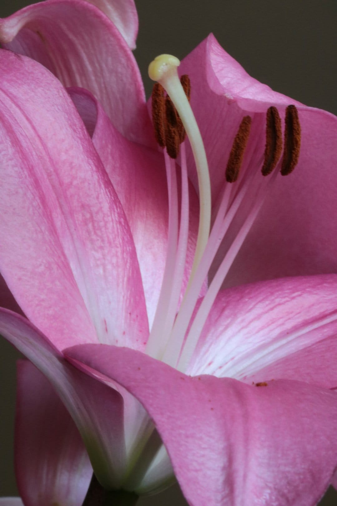 Pink lily stamen with a yellow stigma and dark brown anthers sits against soft magenta and white petals.