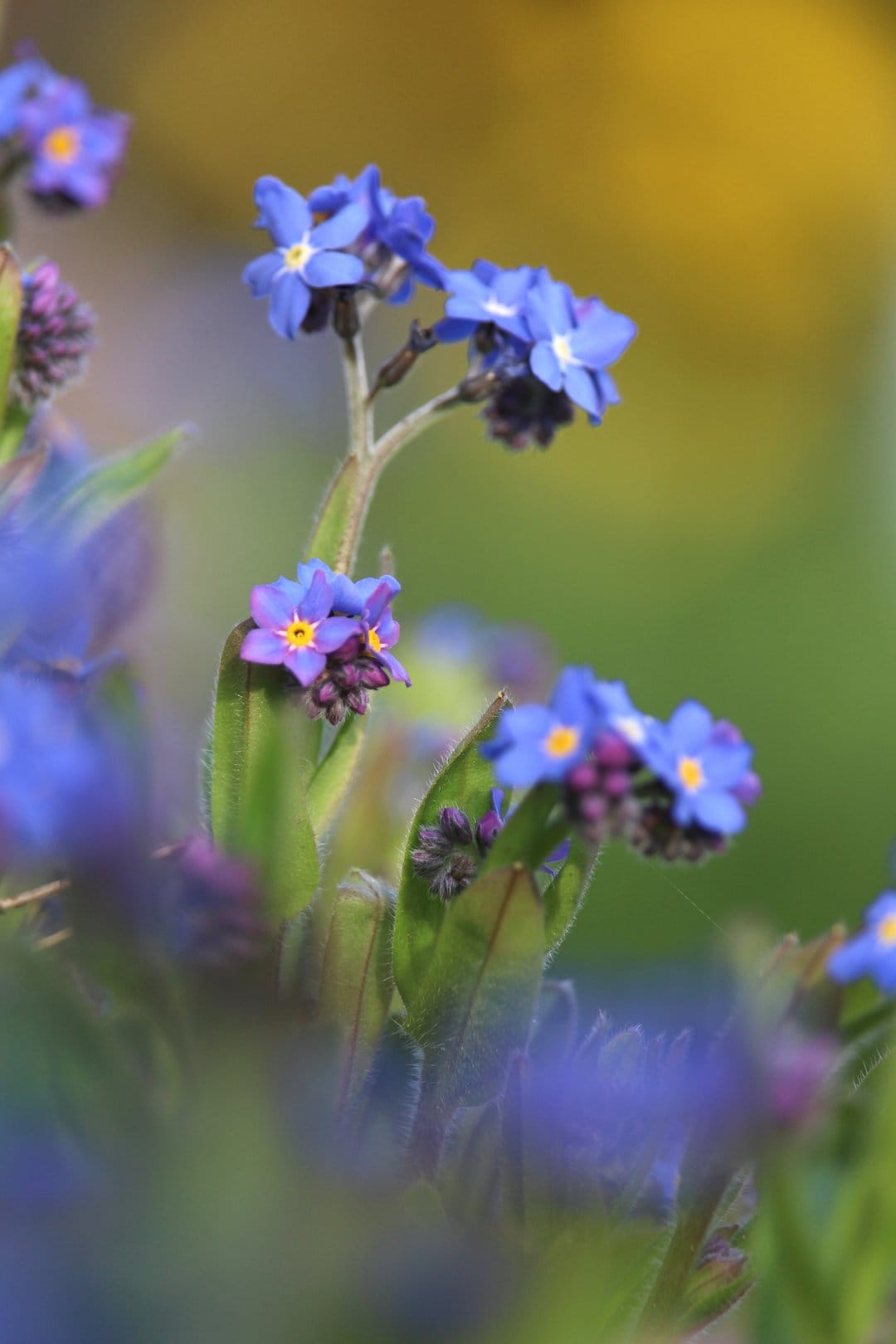 Blue forget-me-not flowers with yellow centers bloom against a blurred yellow and green background in sunlight.